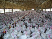 Kuethe Turkey Farm - Sumner IA